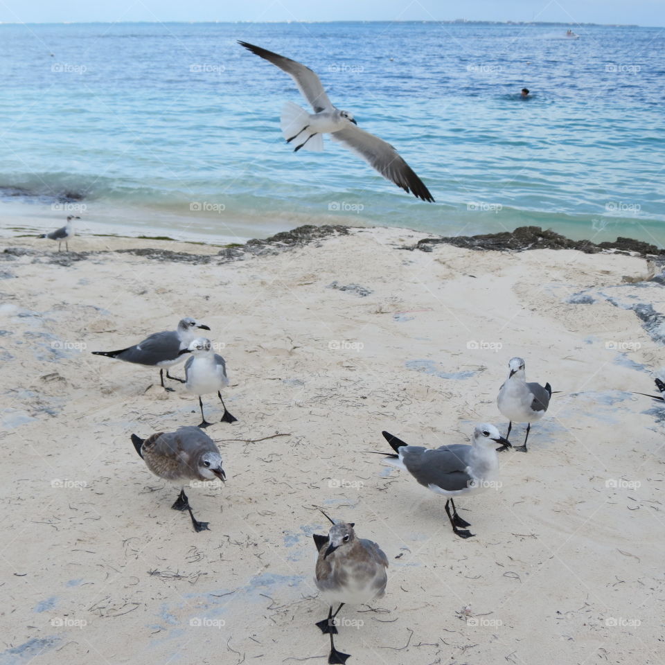 Beach birds.