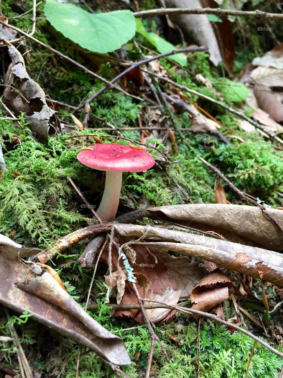 Mushroom, Fungus, Nature, Wood, Fall