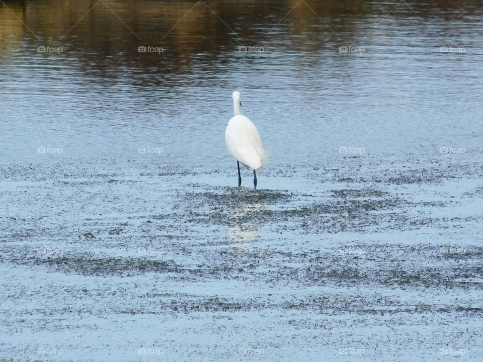 crane on lake