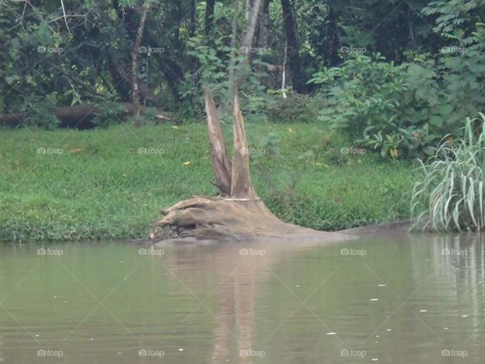"Swamp Bunny."
Taken in Costa Rica, this fallen tree in the river resembled a very angry rabbit, like the one from the Lone Ranger or the one from Monty Python and the Holy Grail.