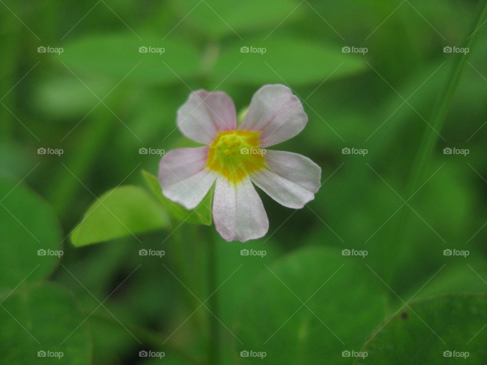Grass Flower