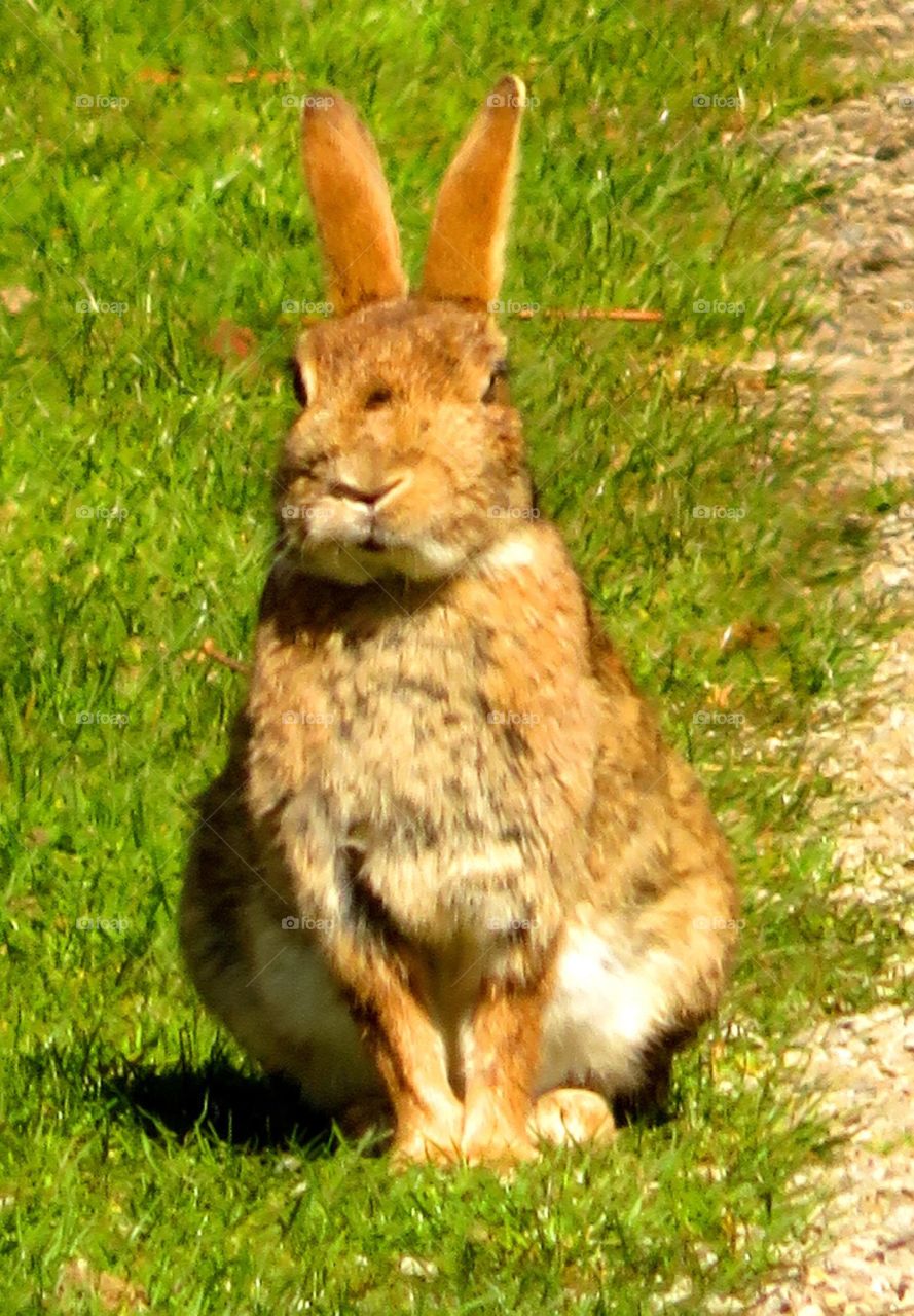 cute rabbit