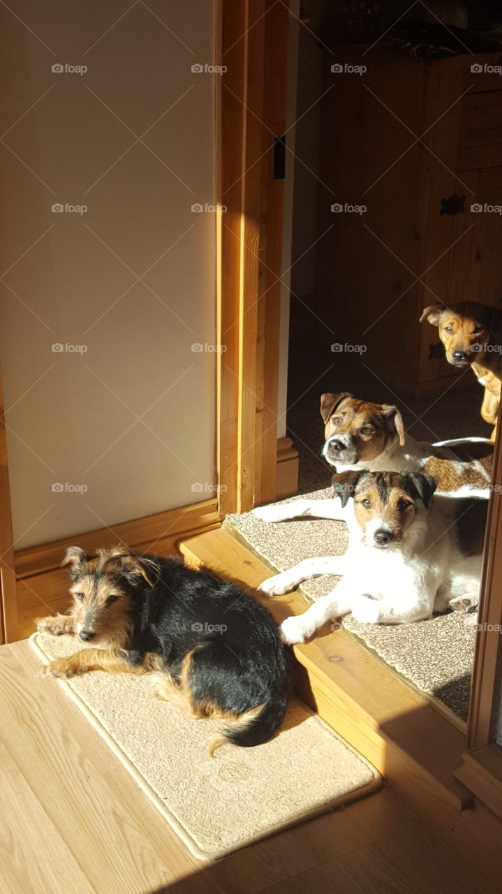 four dogs in the doorway