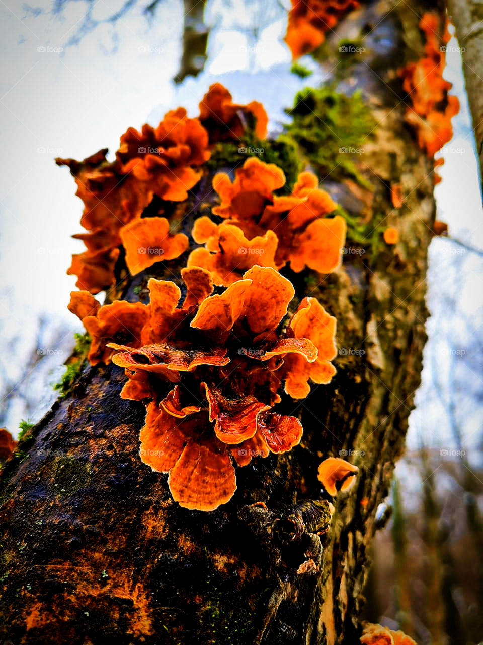 A tree with green moss and orange mushrooms
