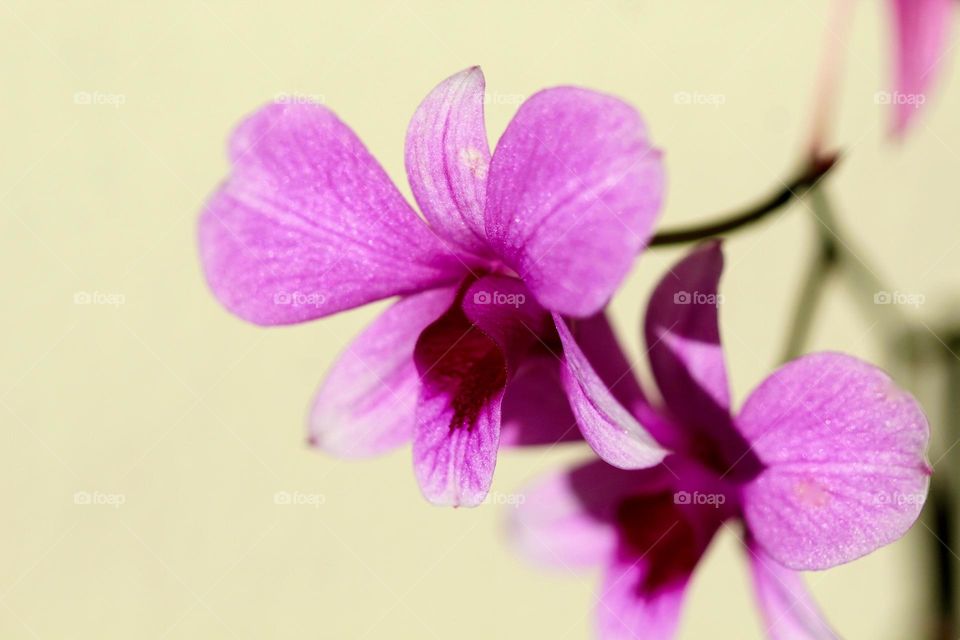 Close-up of a Pink Orchid