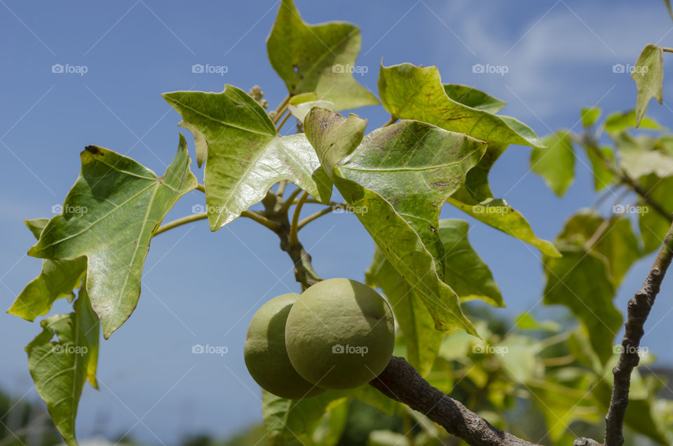 Candlenut On Branch