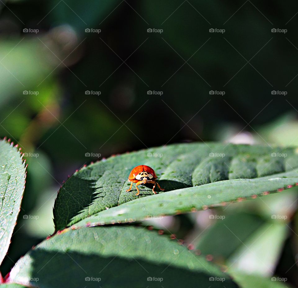 ladybug stare down