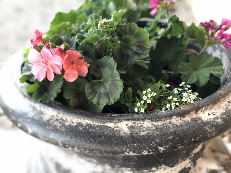 Rustic container with flowers