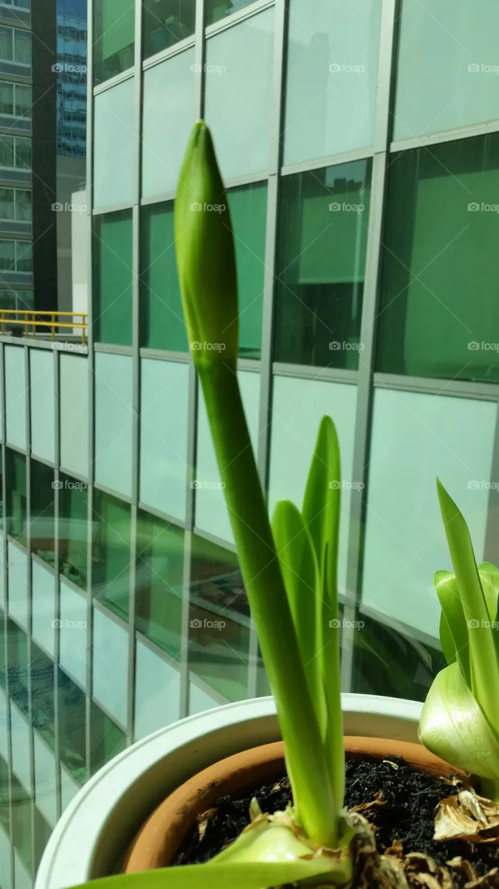 No Person, Growth, Leaf, Bamboo, Nature