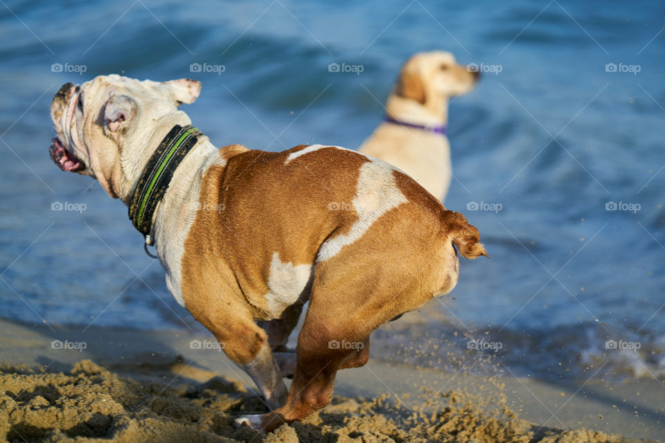 Bulldog inglés blanco corriendo por la playa