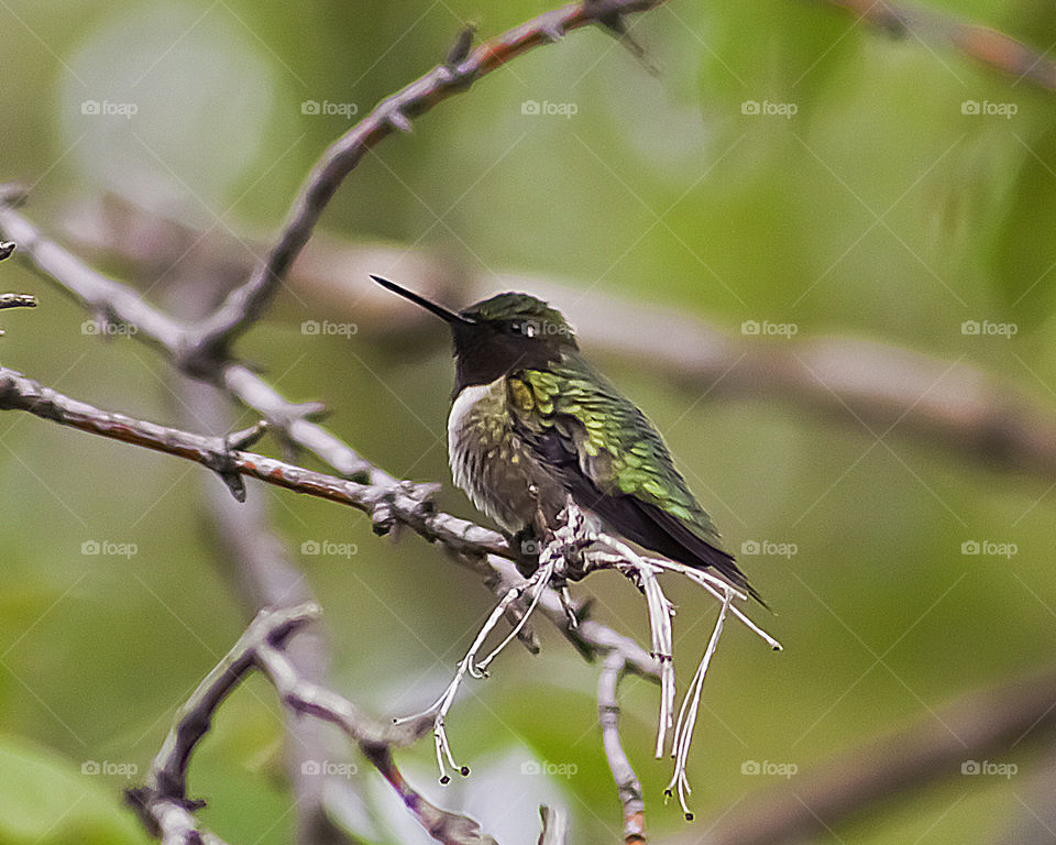 Hummingbird Resting on A Branch