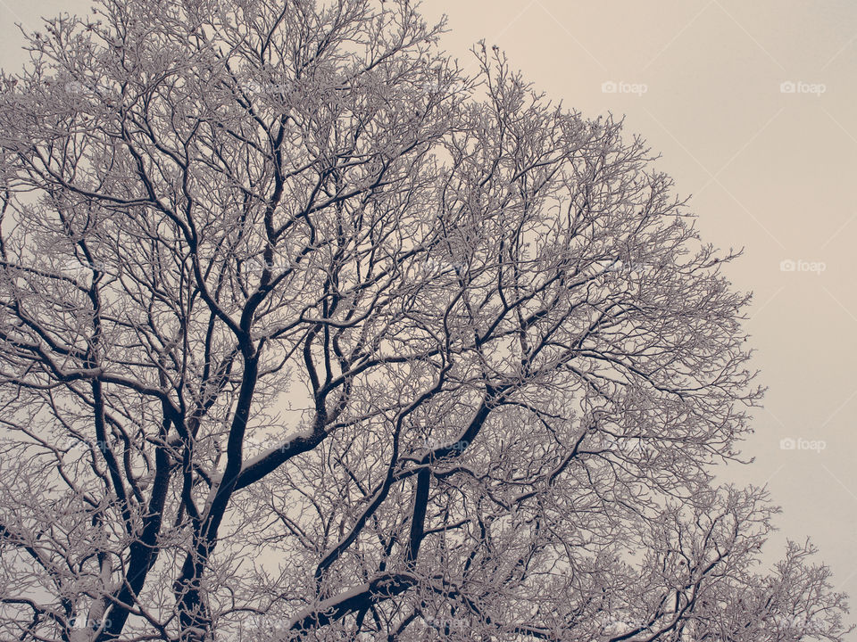 Snowy tree