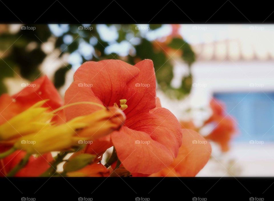 nature photography Sun Greece flower