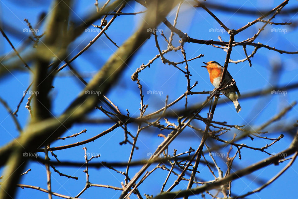 Singer bird