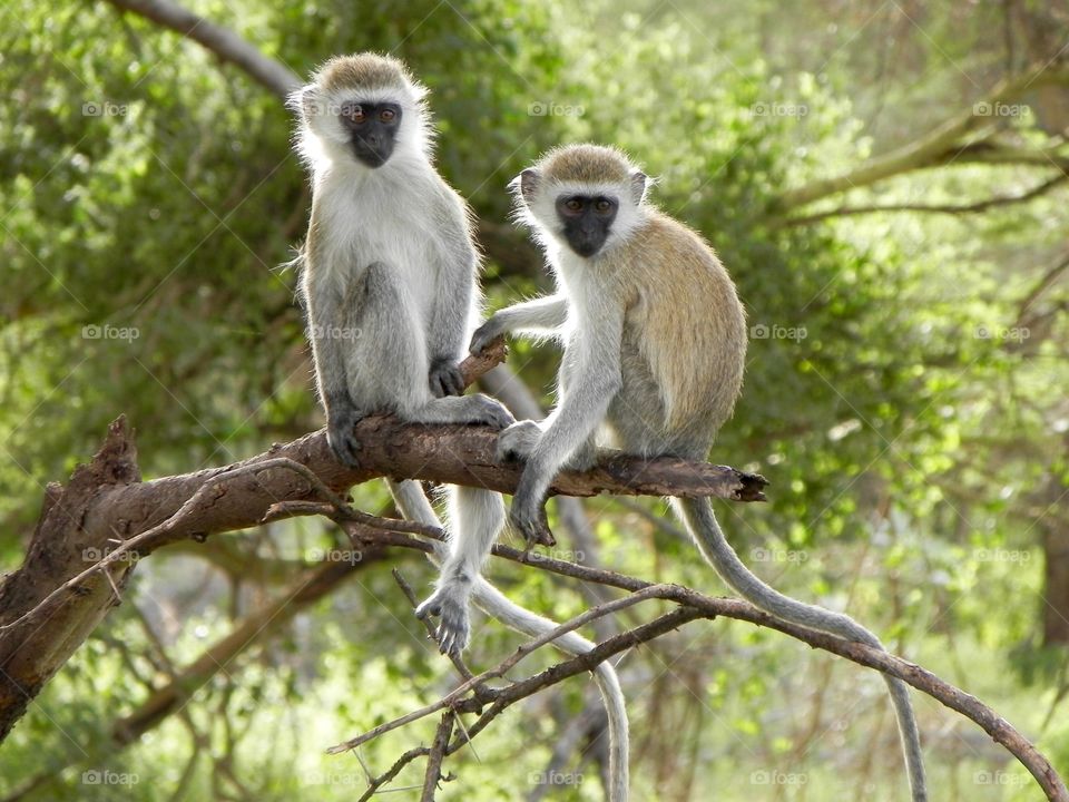 Monkeys couple on the tree