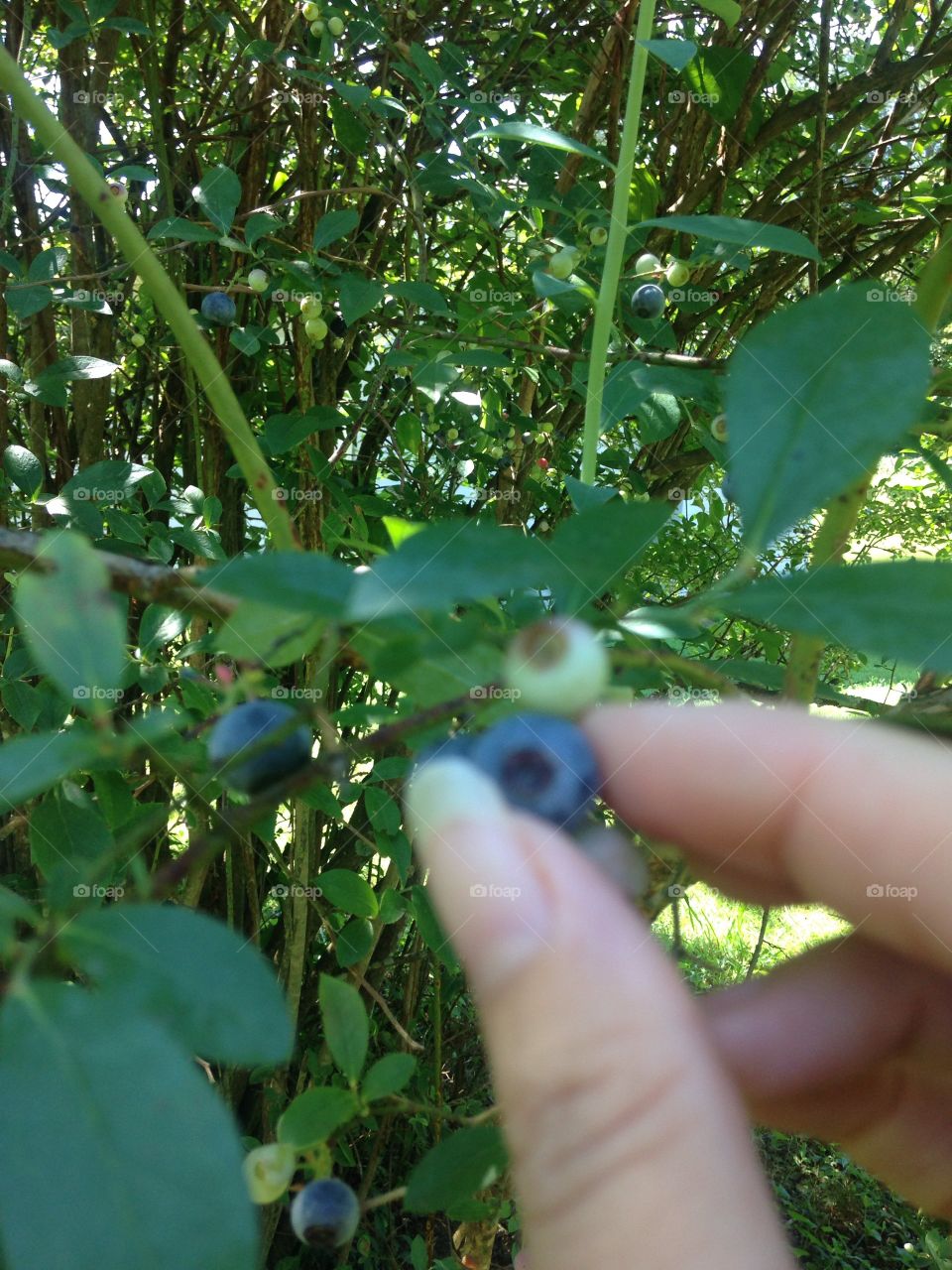 Blueberry Picking 