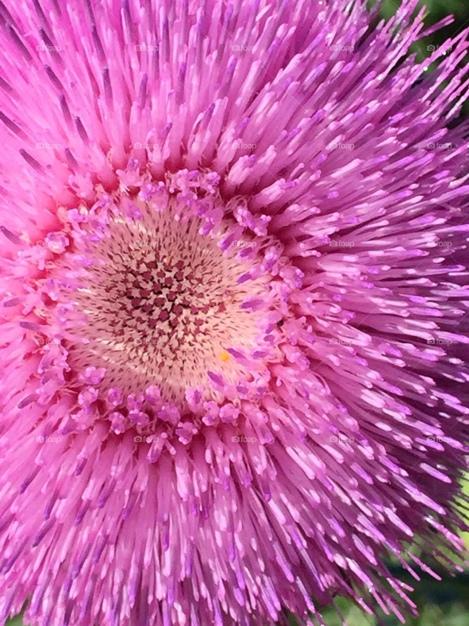 Thistle Bloom
