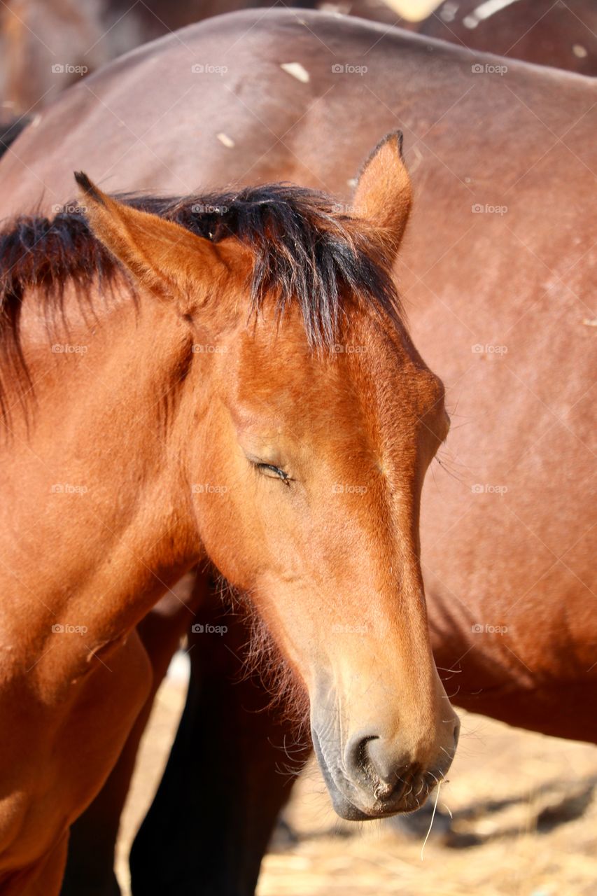 Wild mustang chestnut sorrel colt horse in the Nevada Sierras desert 