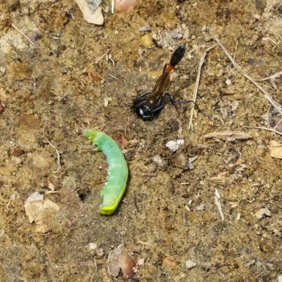 Sand Wasp Digging Den