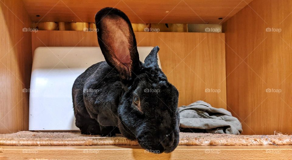 portrait of a domestic black rex rabbit