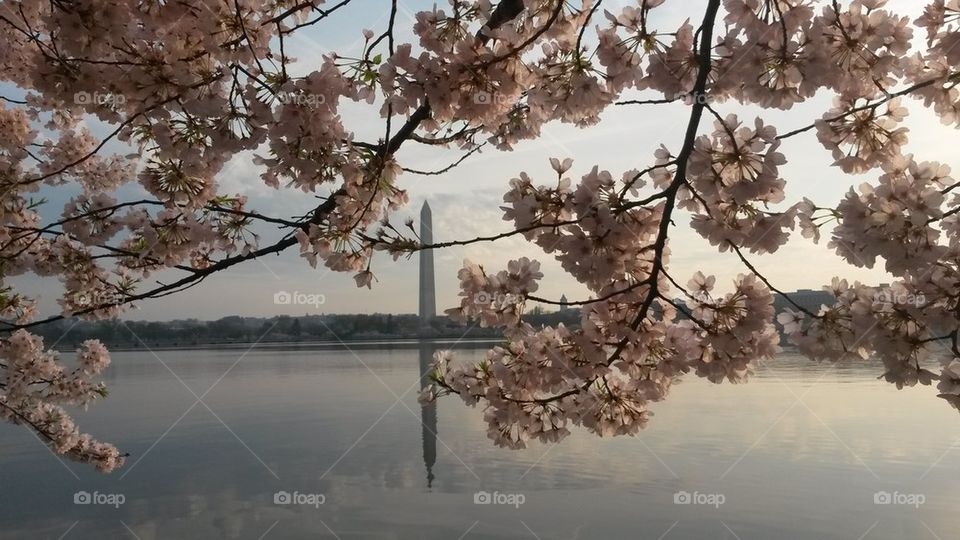 Japanese Cherry Blossoms