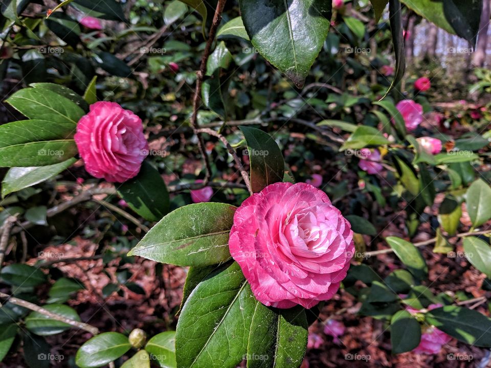 Camellia