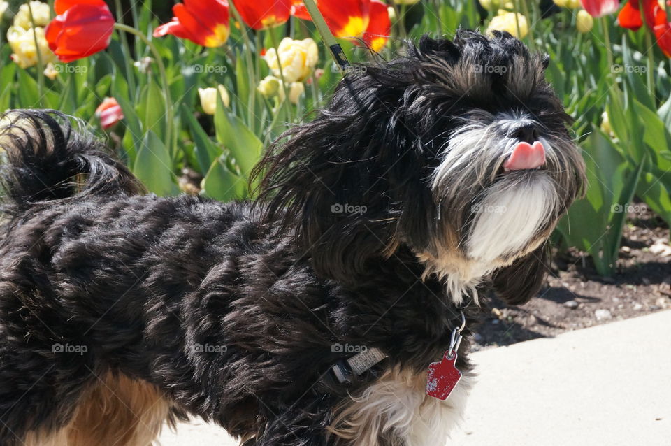 Zanna in the Garden. Springtime Walk