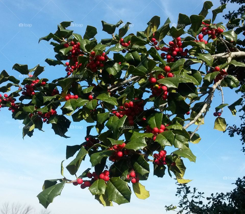 Holly Berries Against The Blue Sky