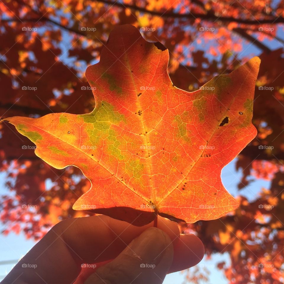 Bright autumn. No filter needed God used his paintbrush