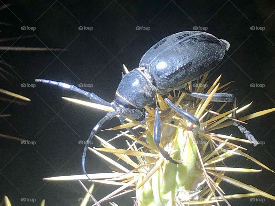 Cactus Beetle