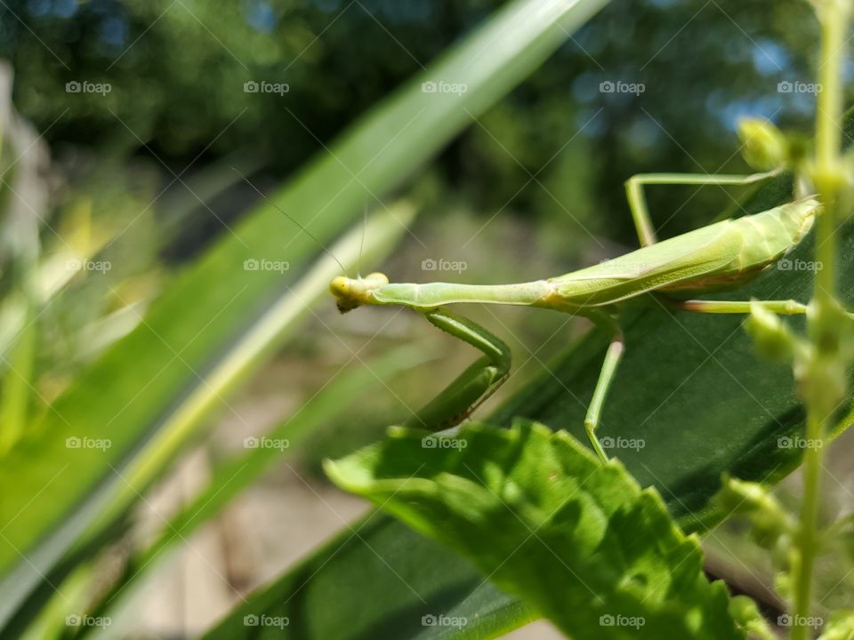 Praying Mantis