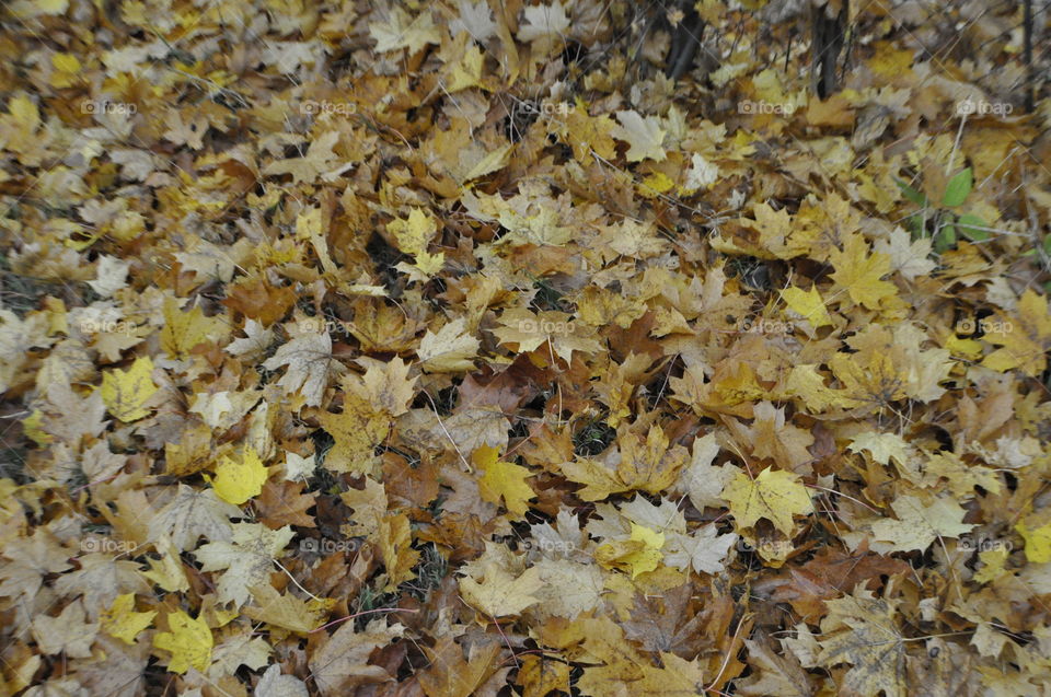 Autumn leaves, Prosec, Liberec, Czech Republic. Autumn 2016.