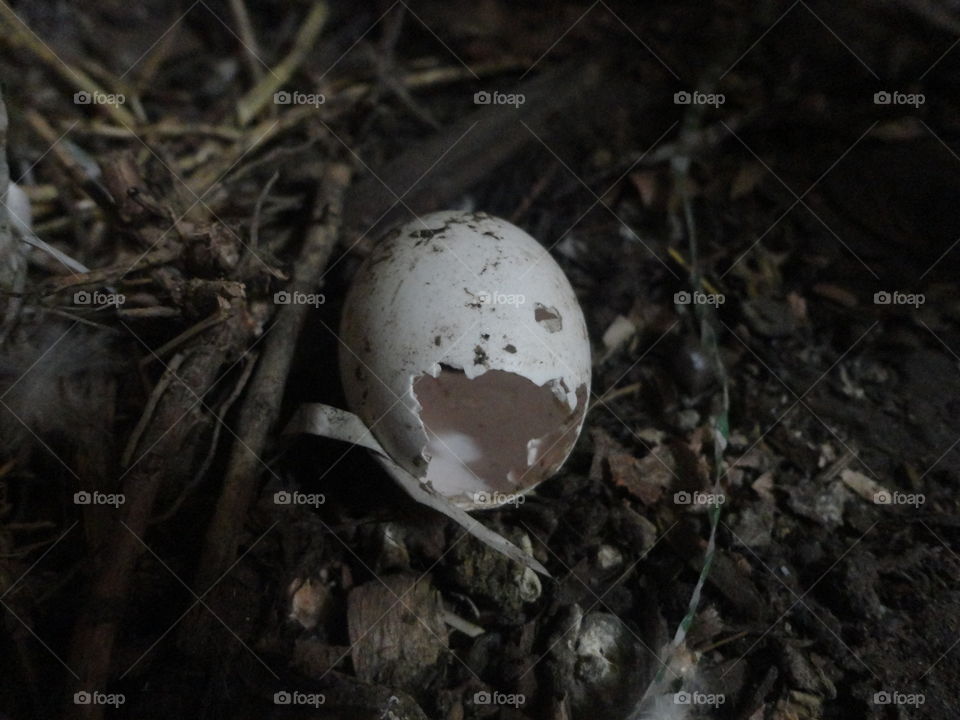 broken pigeon egg
