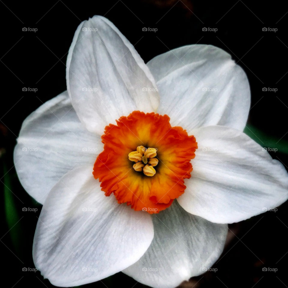 White and orange daffodil—taken in Dyer, Indiana 