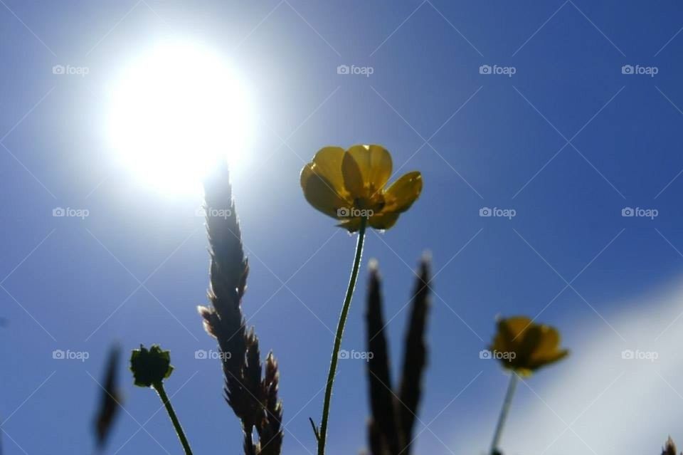 blue sky buttercup by l.mcquater