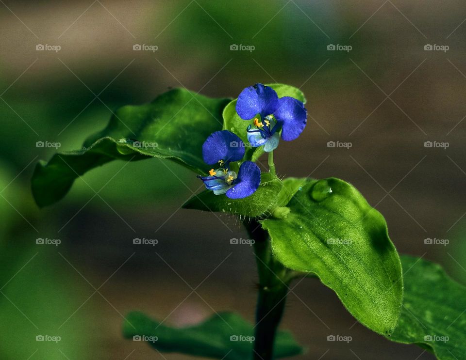 Floral photography  - bengal day flower