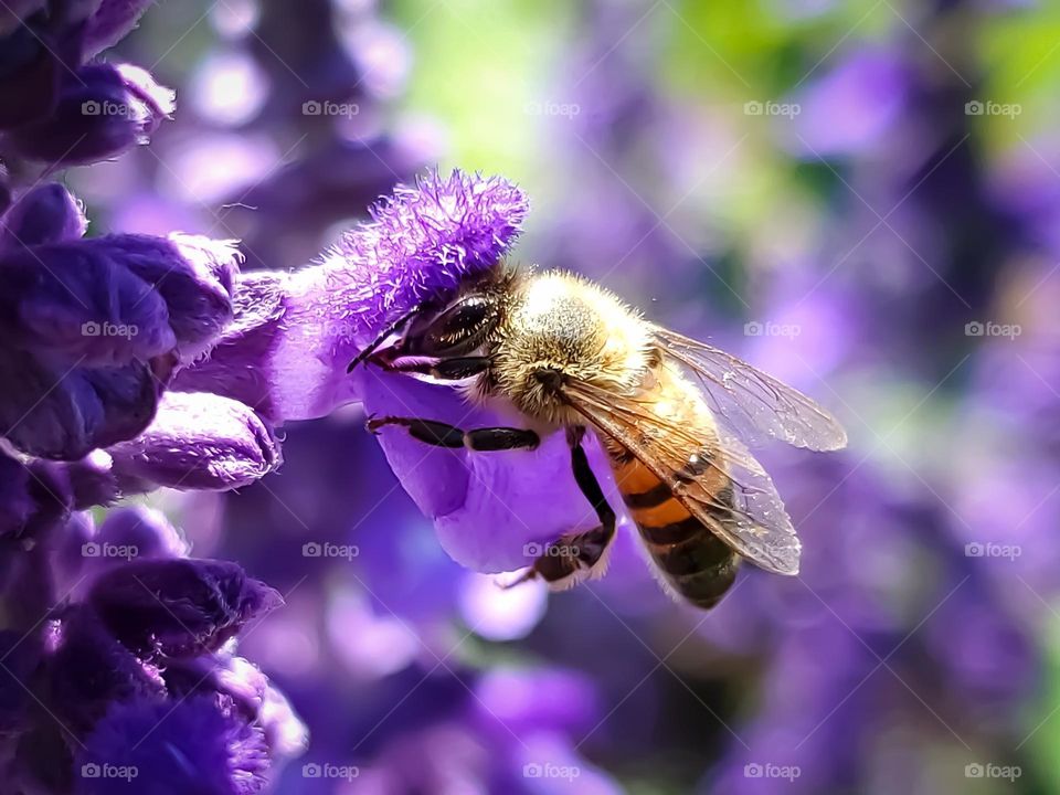 A bee pollinating a flower