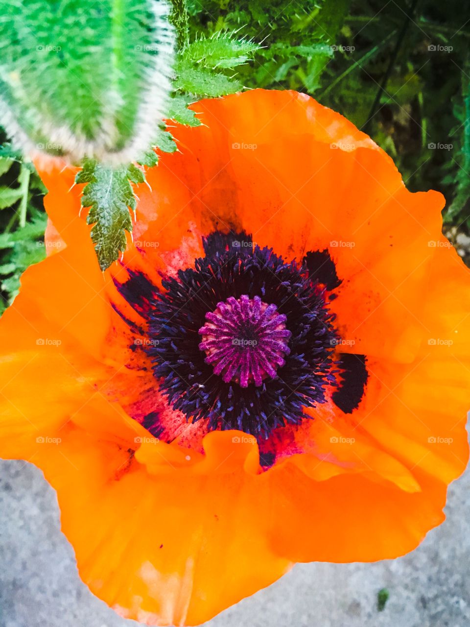 Poppy