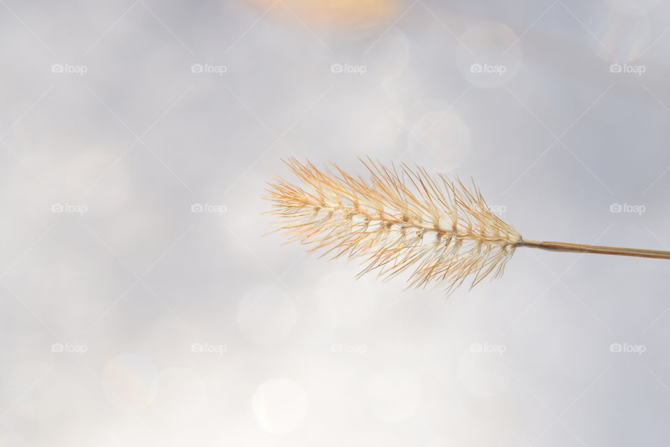 Wheat against sky