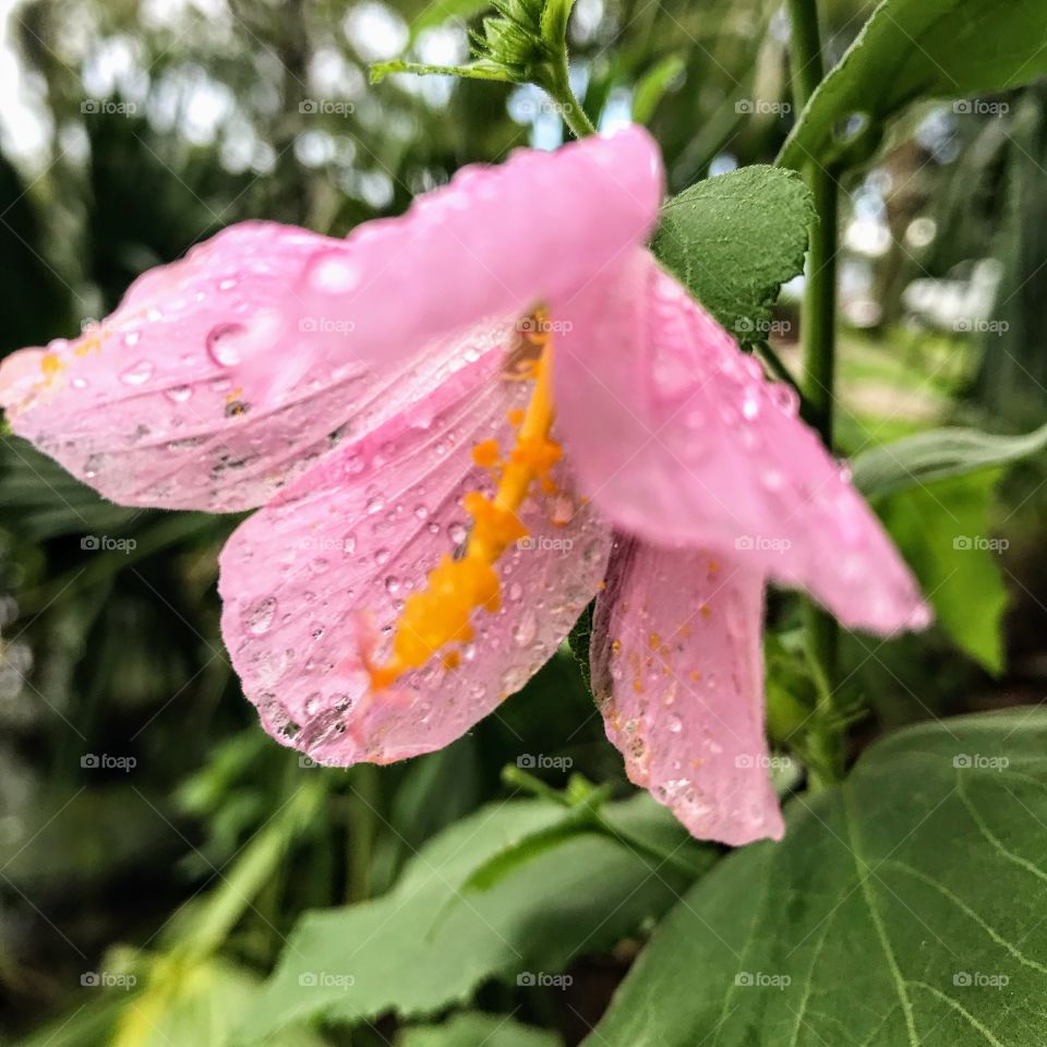 Wild pink Hibiscus after the rain