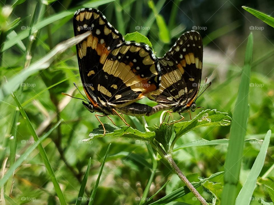 Two border patch butterflies mating near ground in-between blades of grass.  Chlosyne lacinia, also known as the  sunflower patch butterfly, is a North & South American butterfly in the family Nymphalidae.