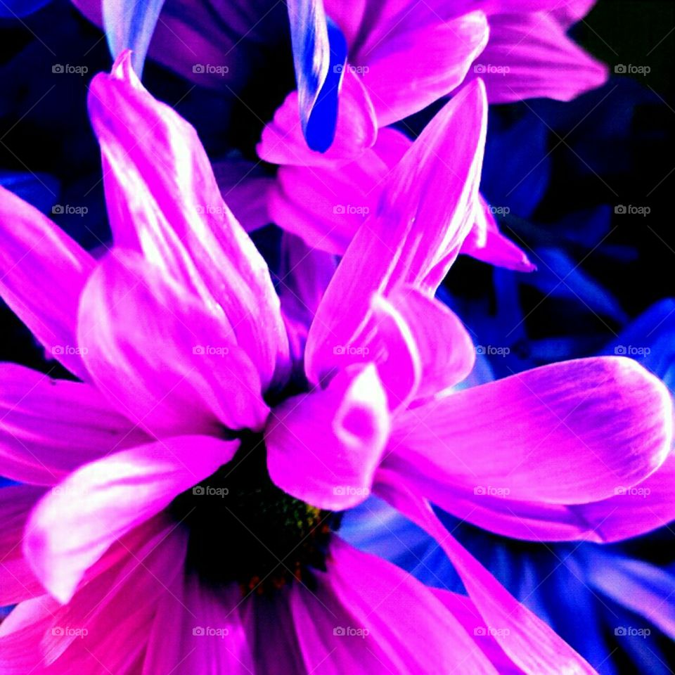 Flower, Nature, Color, Flora, Beautiful