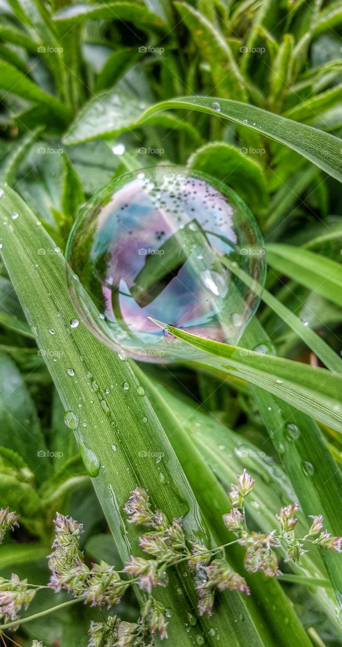 Bubble After Rain
