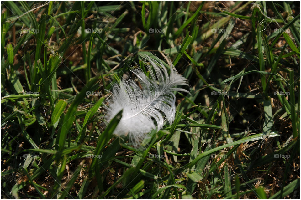 duck feather on grass