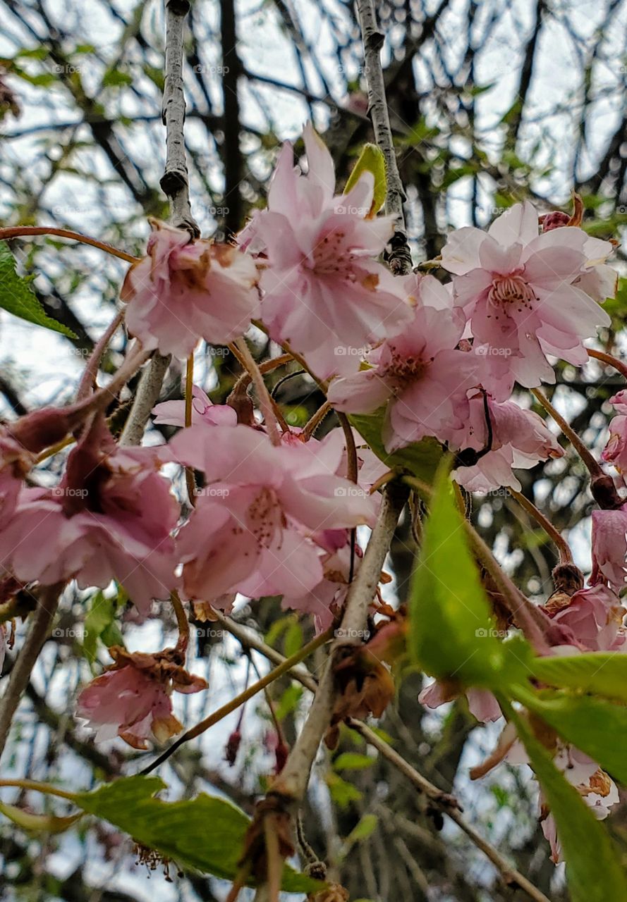 Pink cherry blossoms blooming on a weeping cherry tree in Springtime. Each branch is thick with its flowers on an overcast day.