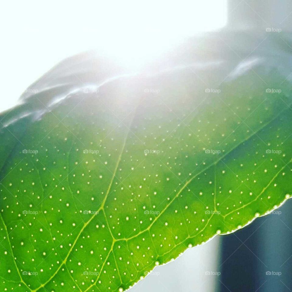 sun on the leaf!!!