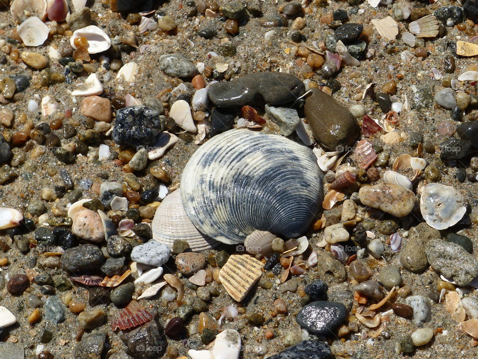 Close-up of clam shell on sand