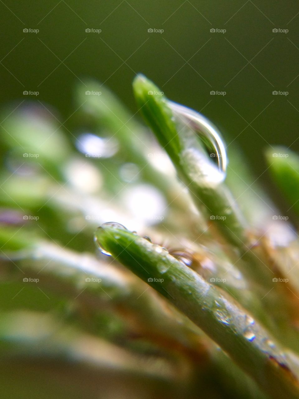 Macro pine 