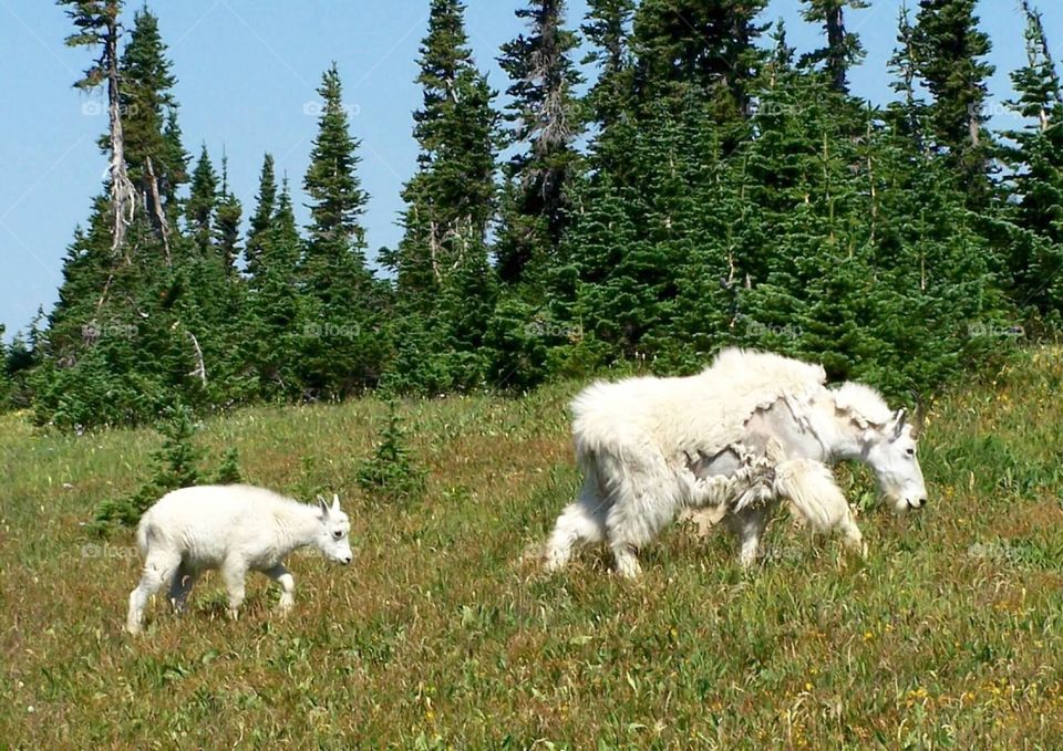 Mountain goat mother and young
