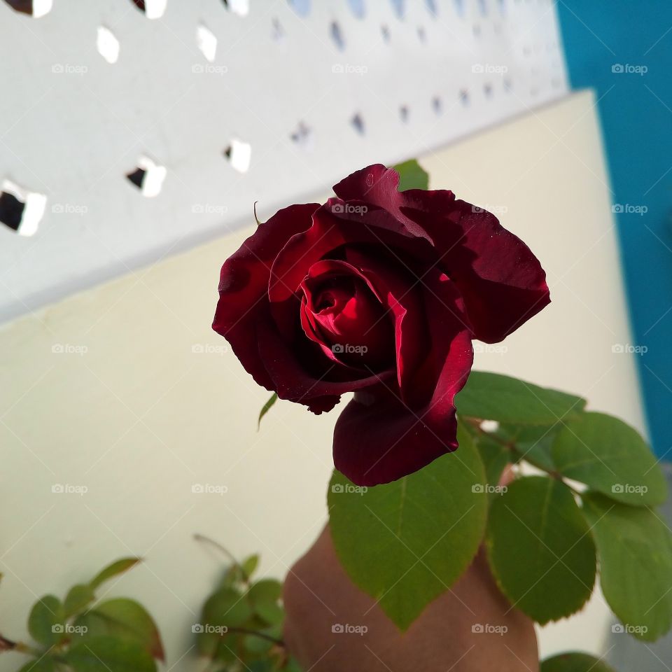 Beautiful dark red rose.